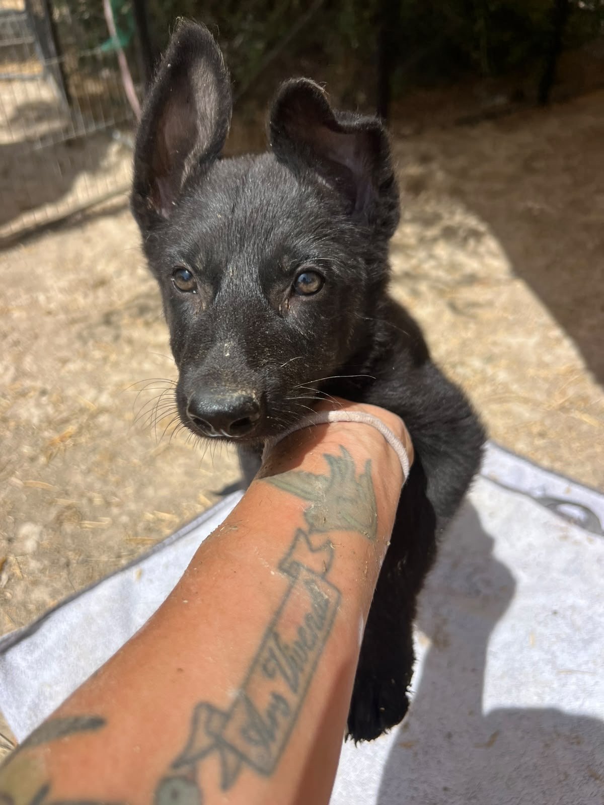 Dior, Hund aus dem Tierschutz