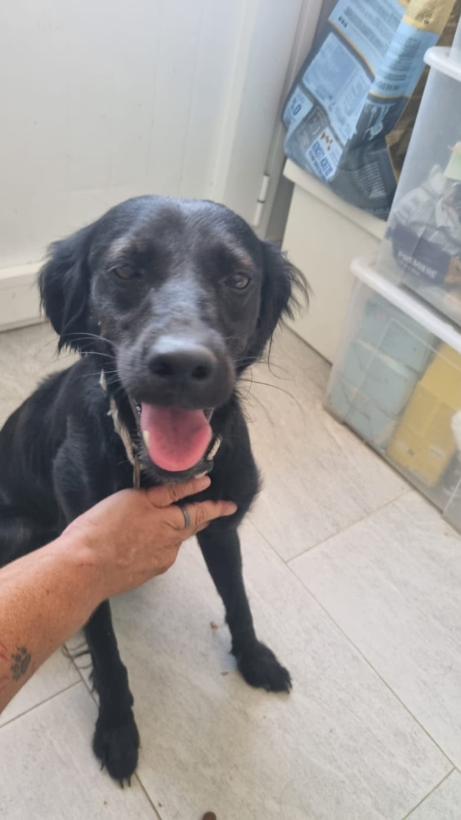 Doro, Hund aus dem Tierschutz