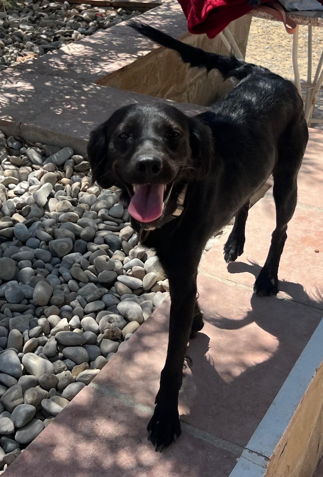 Doro, Hund aus dem Tierschutz