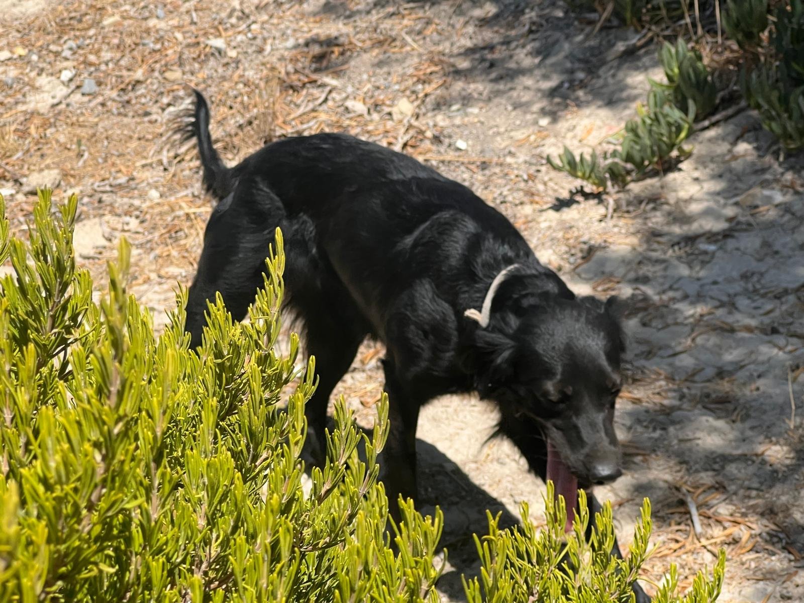 Doro, Hund aus dem Tierschutz
