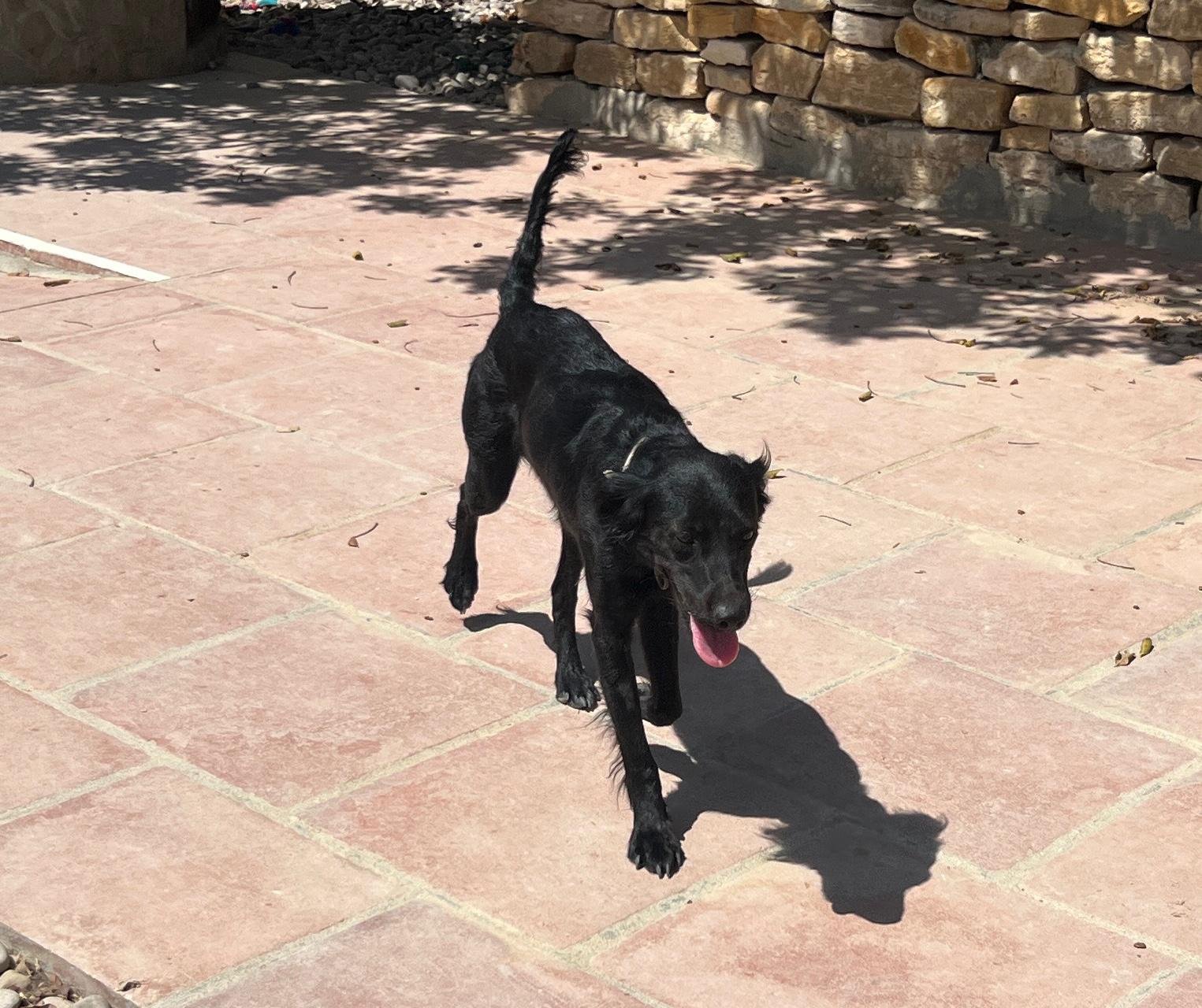 Doro, Hund aus dem Tierschutz