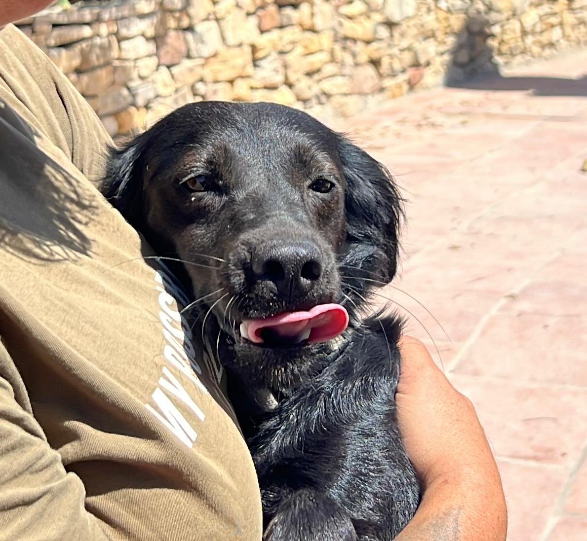 Doro, Hund aus dem Tierschutz