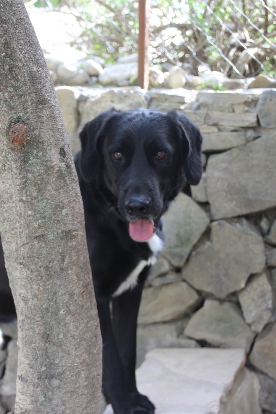 Findi, Hund aus dem Tierschutz