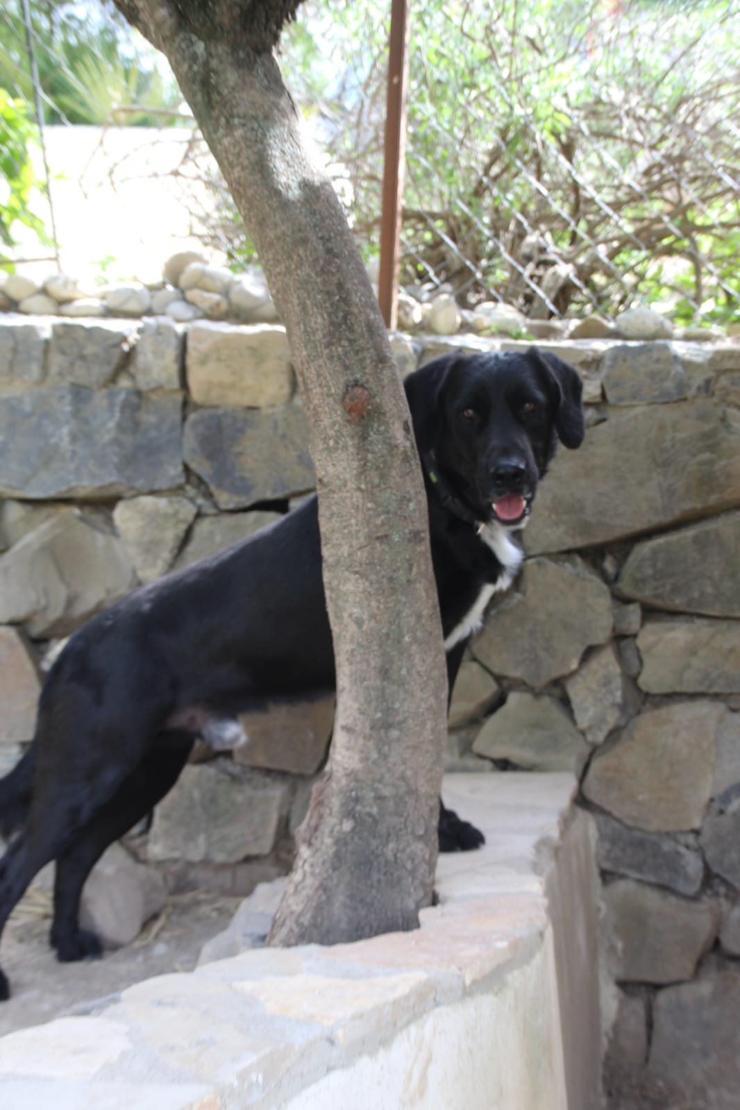 Findi, Hund aus dem Tierschutz