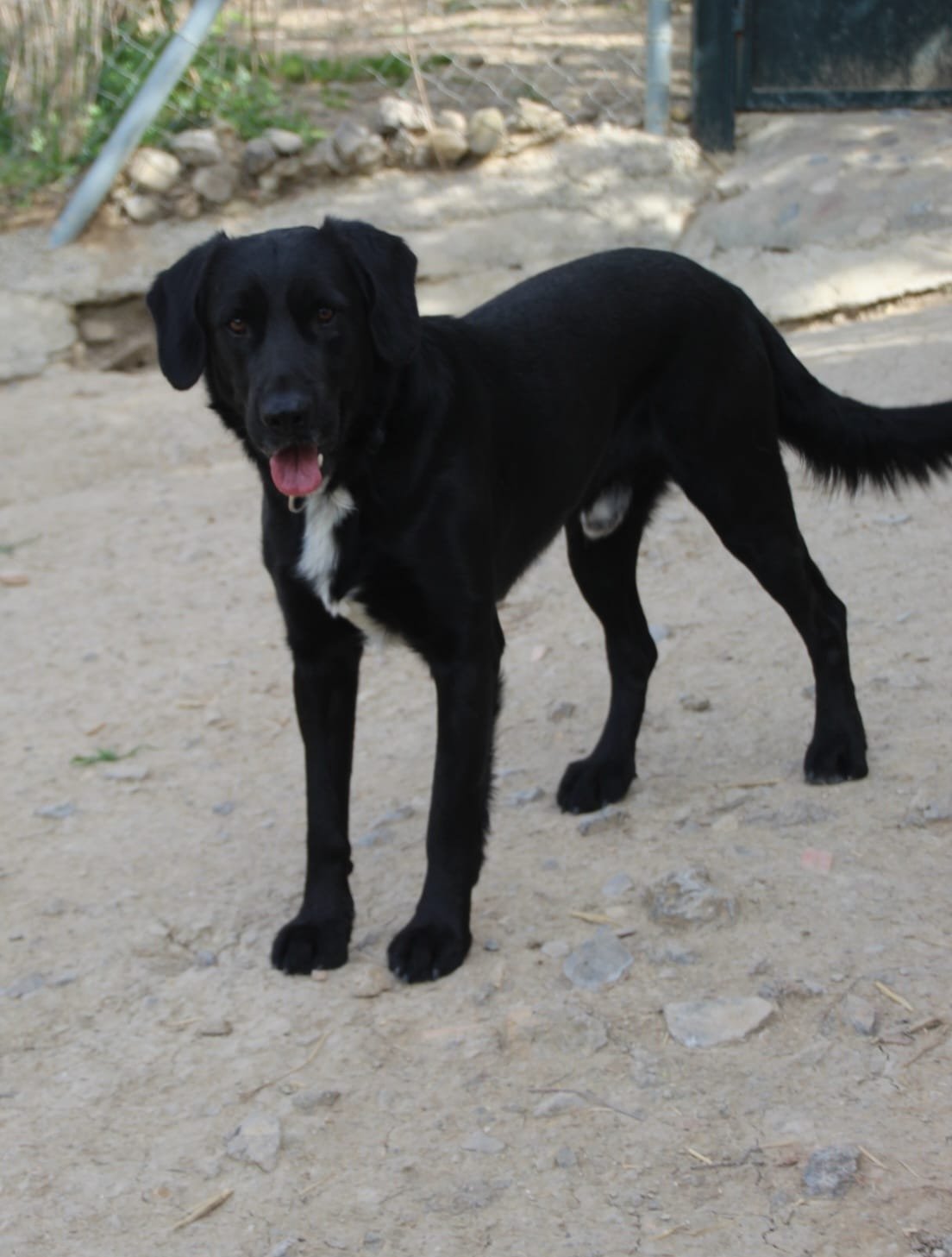 Findi, Hund aus dem Tierschutz
