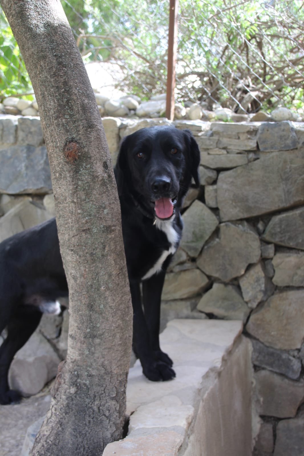 Findi, Hund aus dem Tierschutz