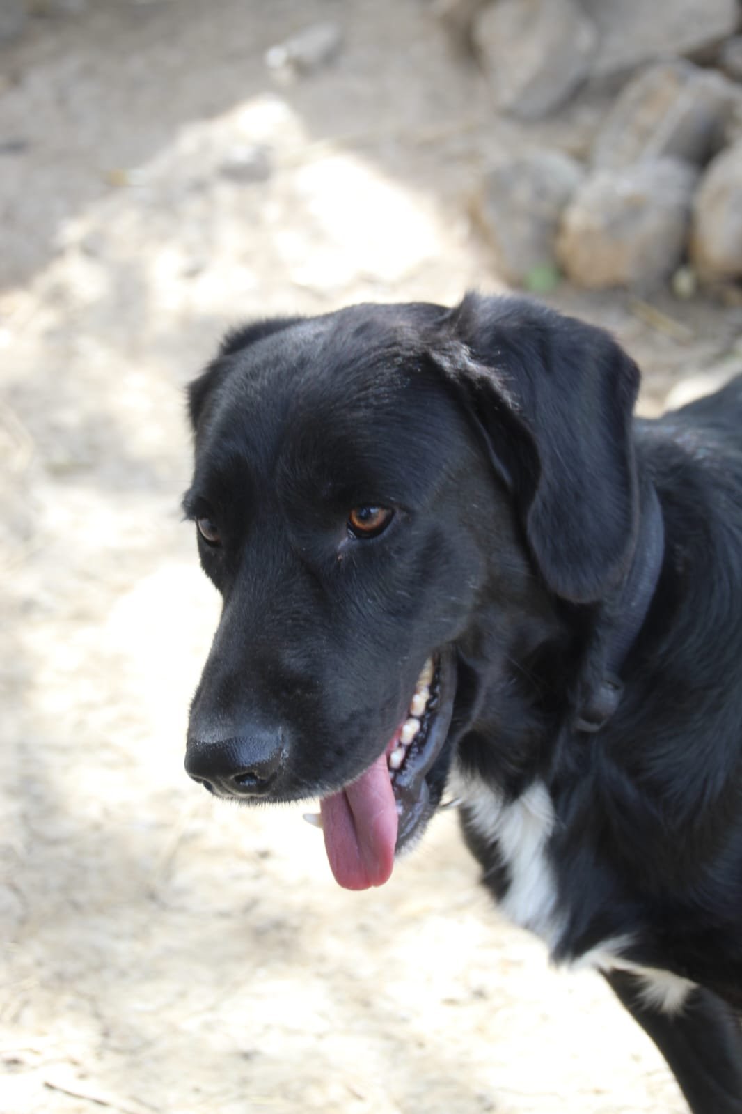 Findi, Hund aus dem Tierschutz