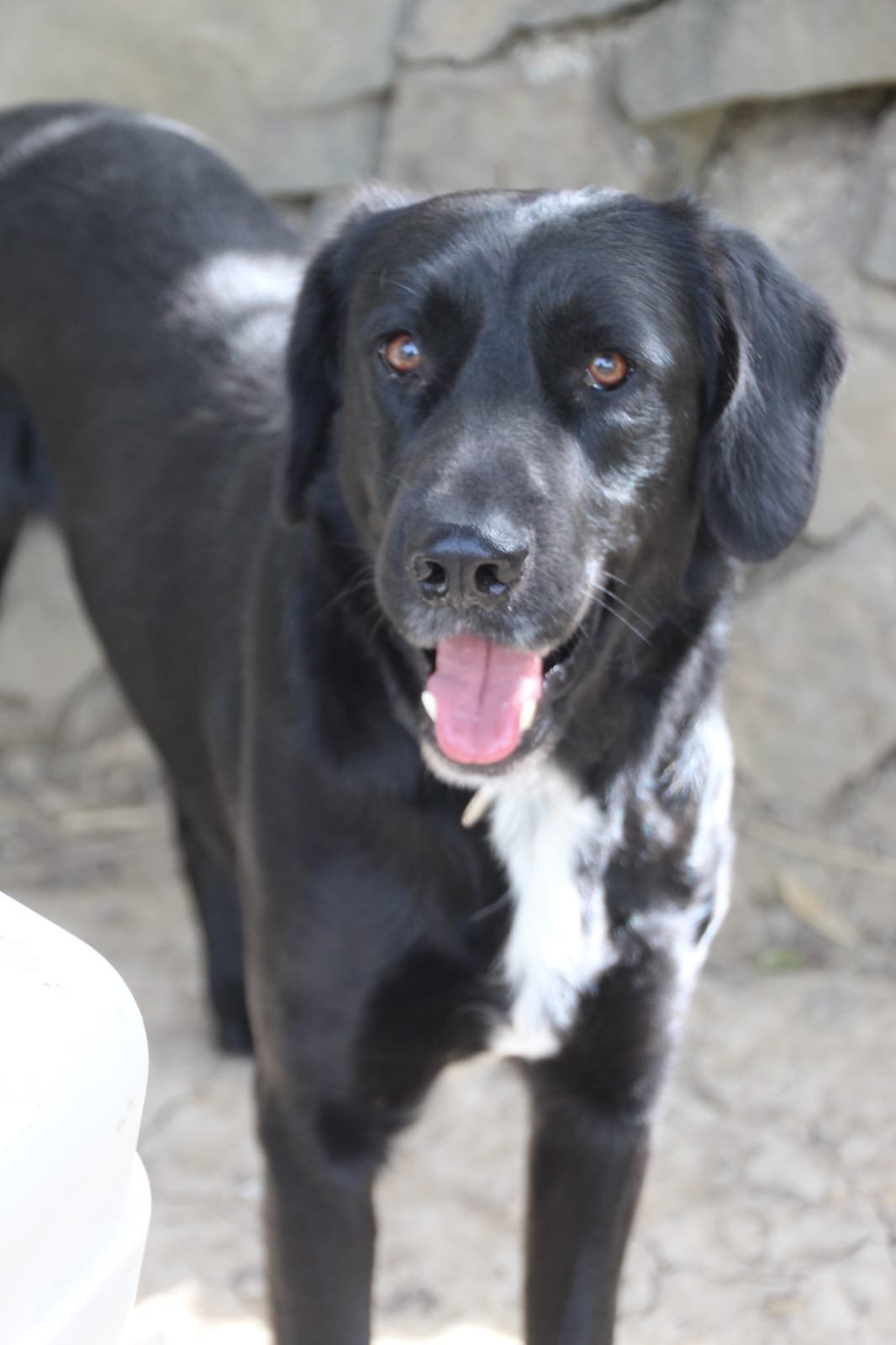 Findi, Hund aus dem Tierschutz