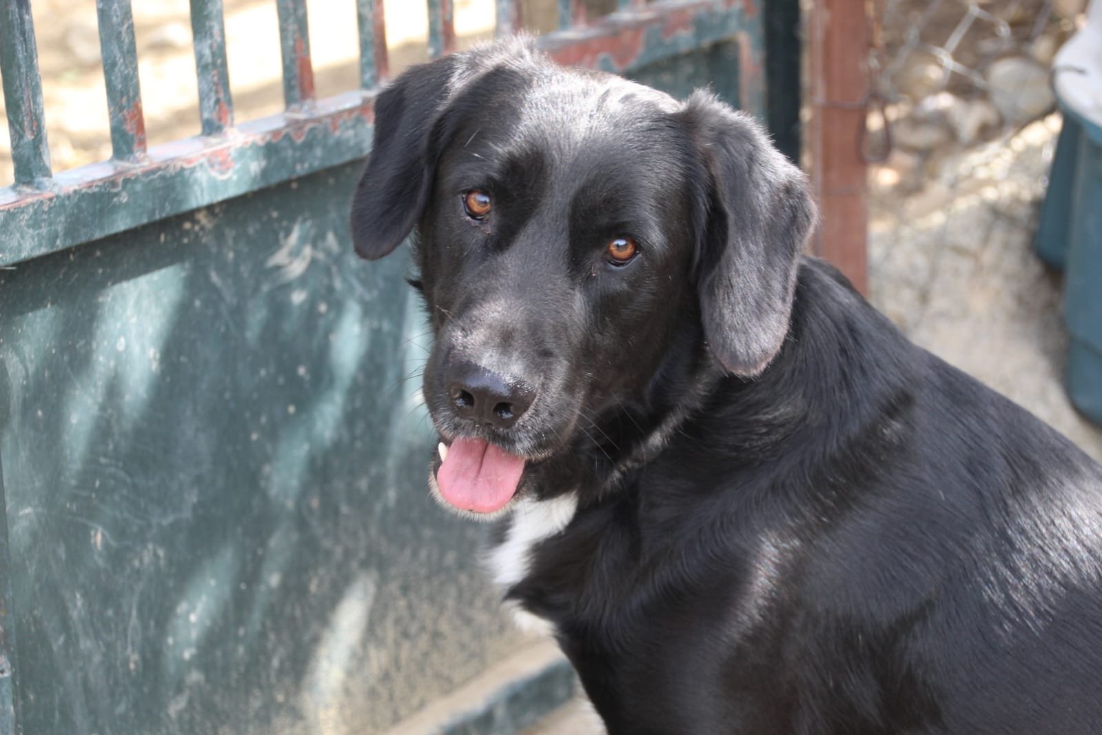 Findi, Hund aus dem Tierschutz