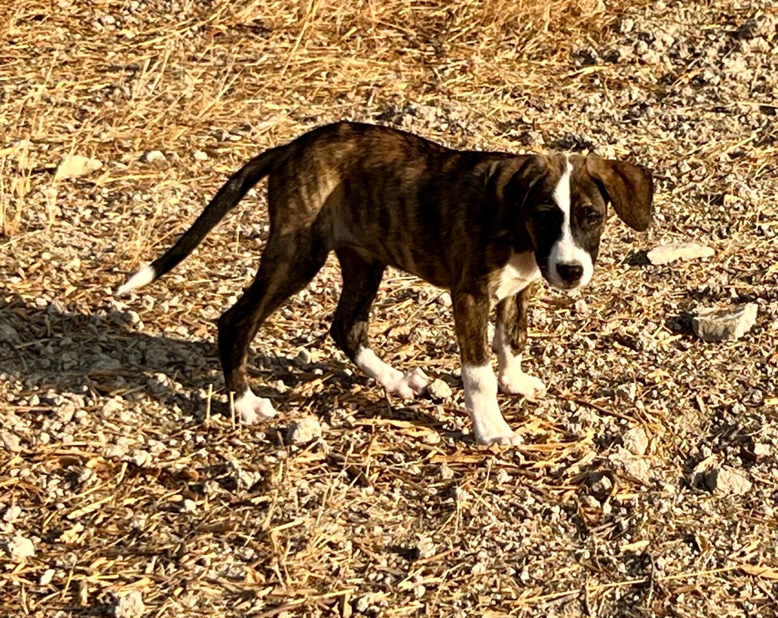 Neuer Hund, Hund aus dem Tierschutz