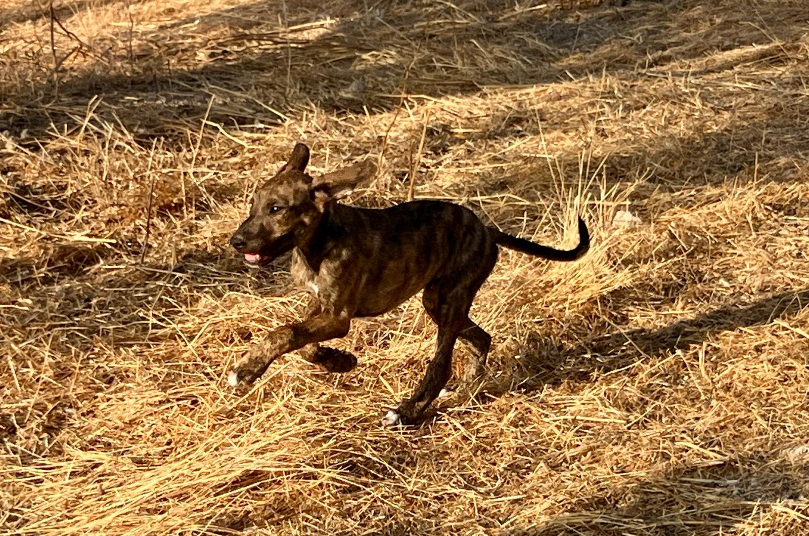 Neuer Hund, Hund aus dem Tierschutz