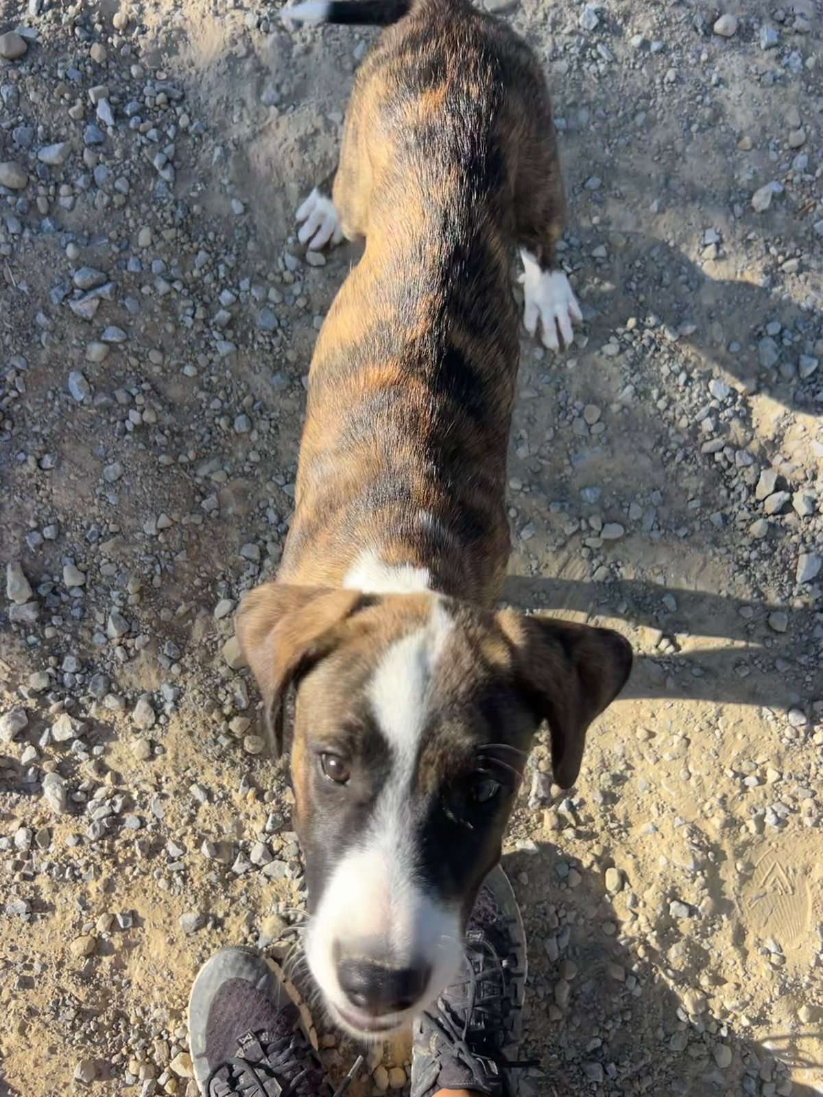 Neuer Hund, Hund aus dem Tierschutz