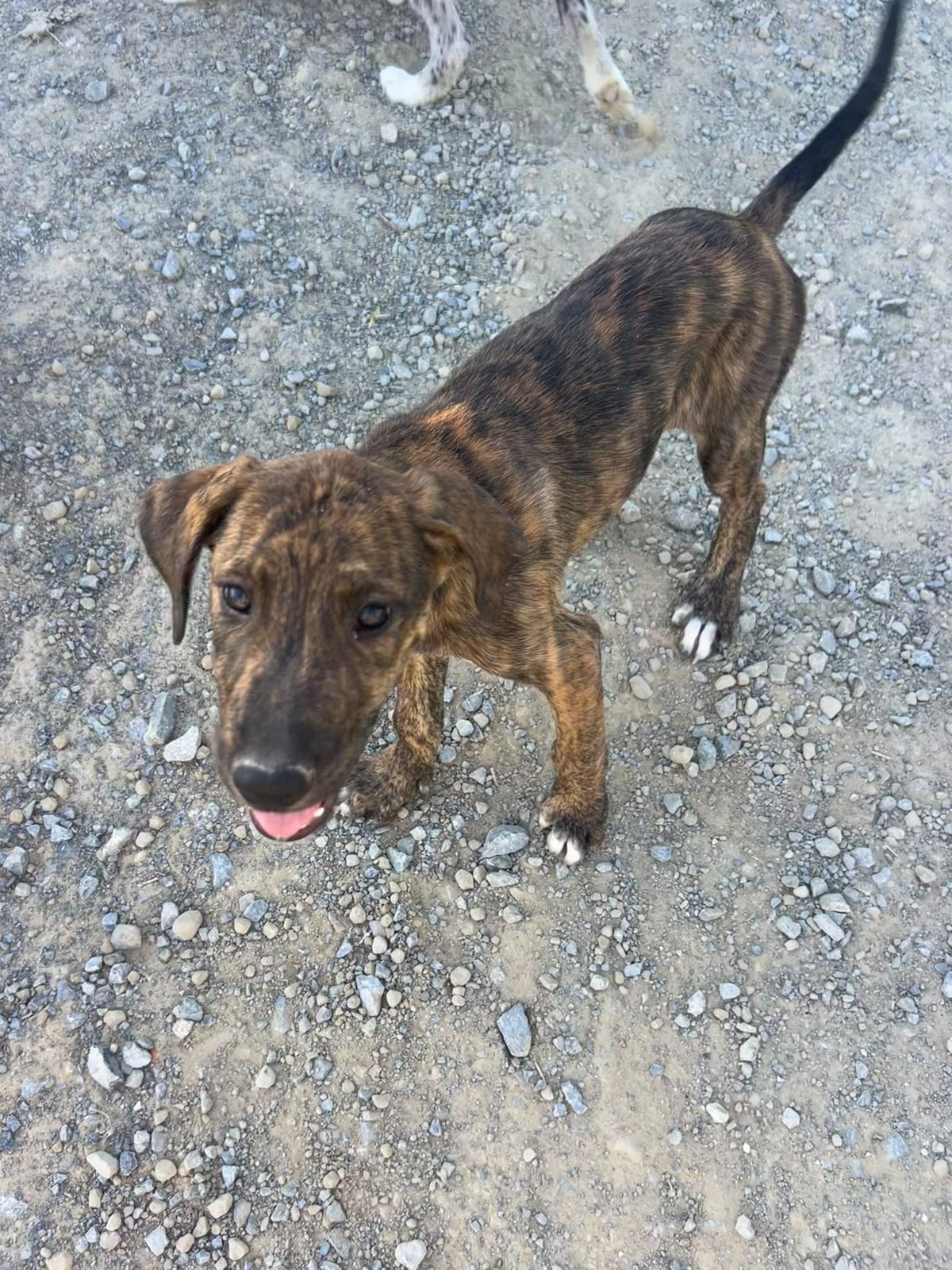 Neuer Hund, Hund aus dem Tierschutz