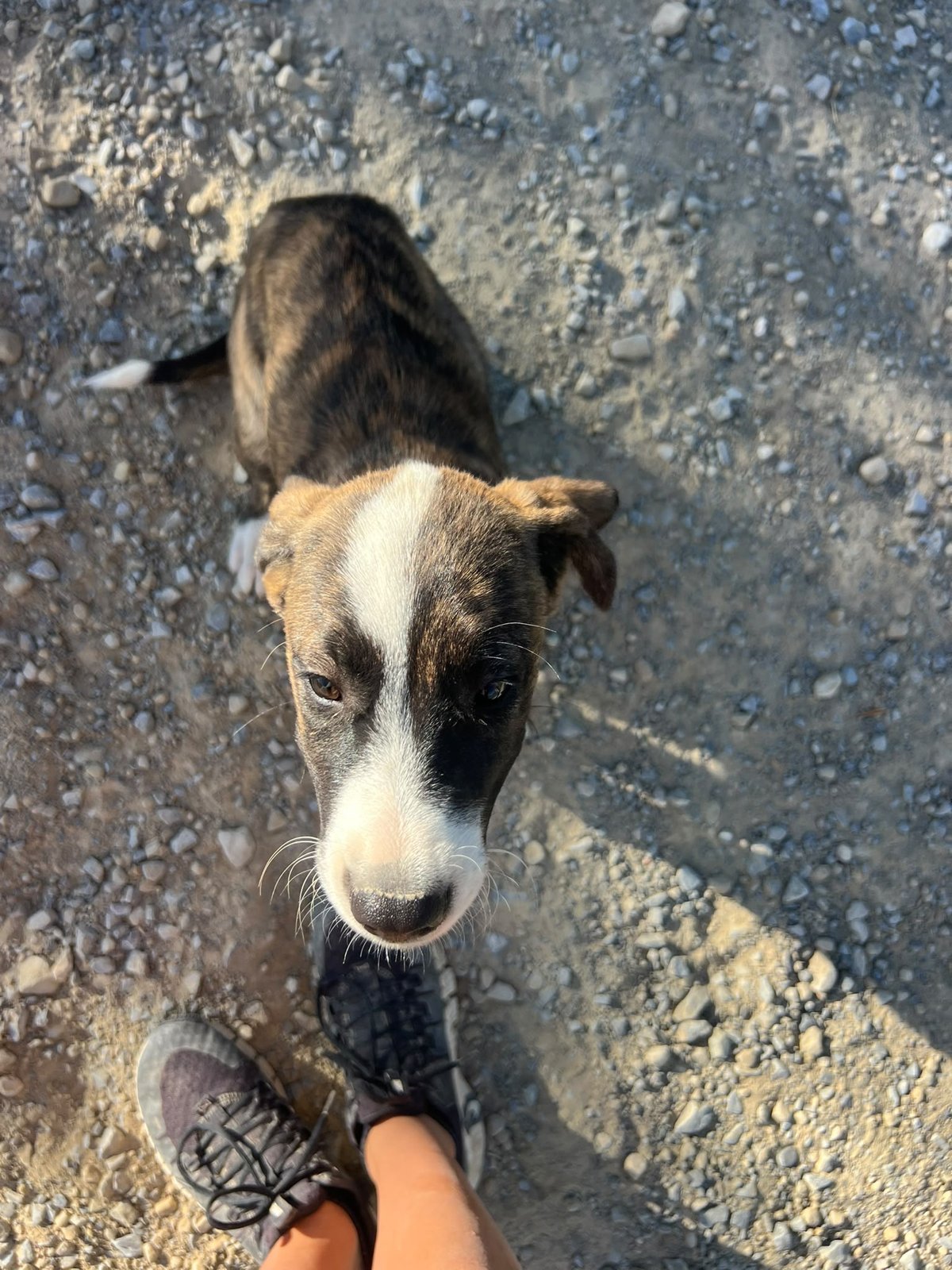 Neuer Hund, Hund aus dem Tierschutz