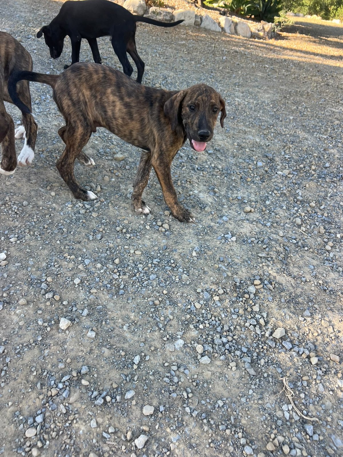Neuer Hund, Hund aus dem Tierschutz