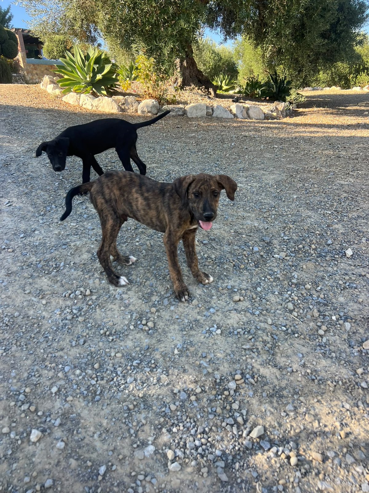 Neuer Hund, Hund aus dem Tierschutz