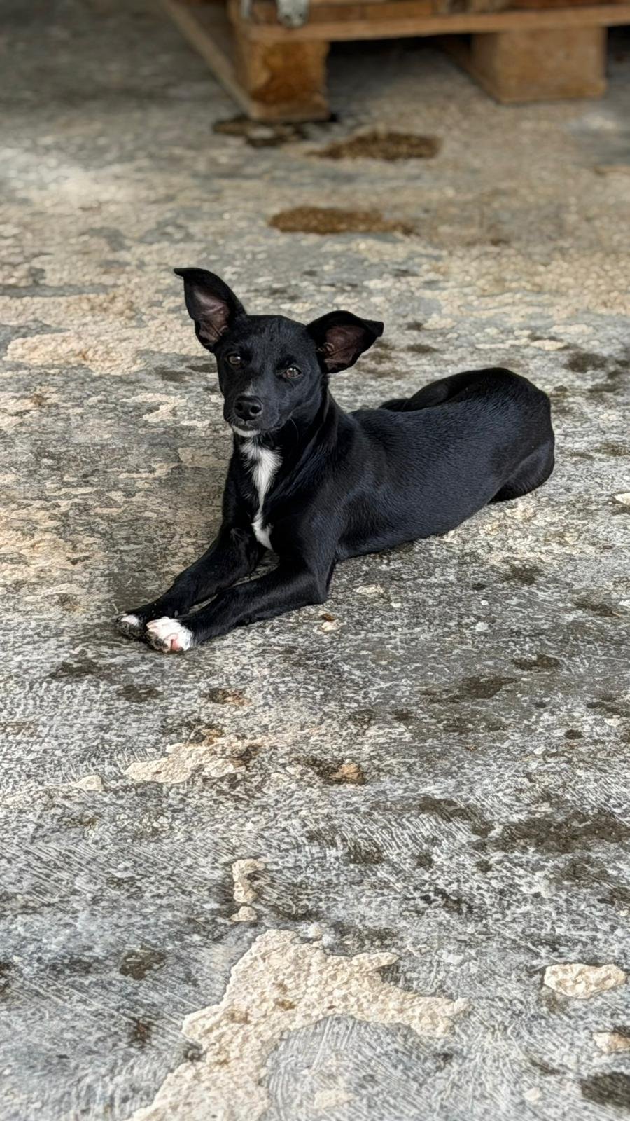 Jesso, Hund aus dem Tierschutz