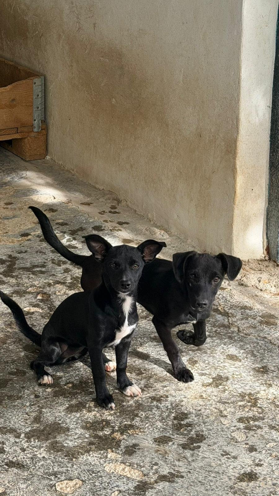 Jesso, Hund aus dem Tierschutz