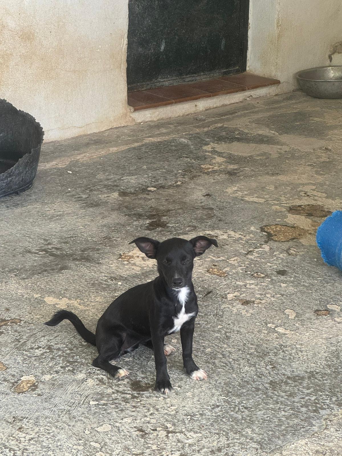Jesso, Hund aus dem Tierschutz