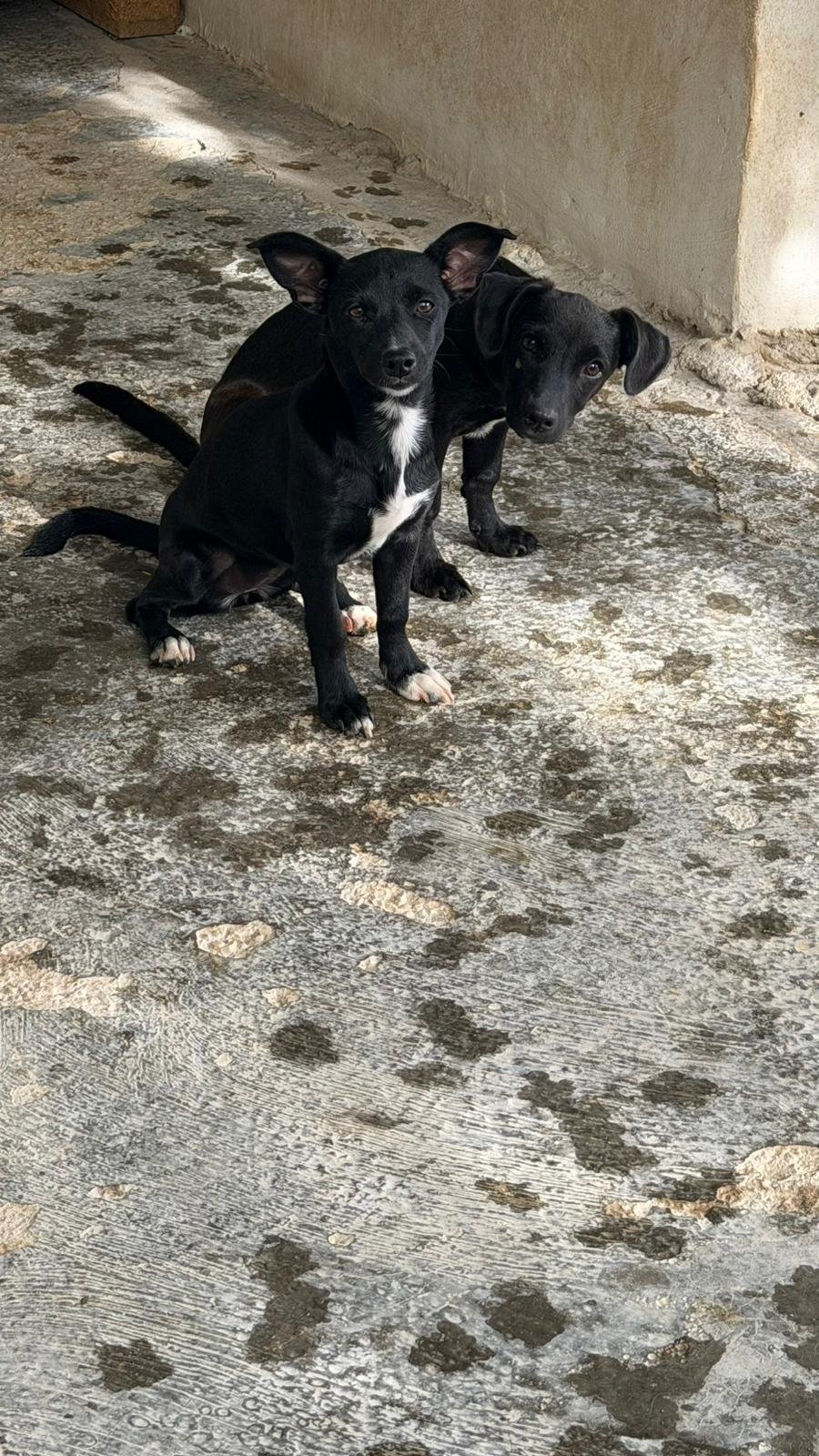 Jesso, Hund aus dem Tierschutz