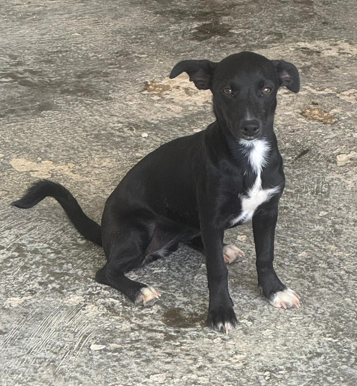 Jesso, Hund aus dem Tierschutz