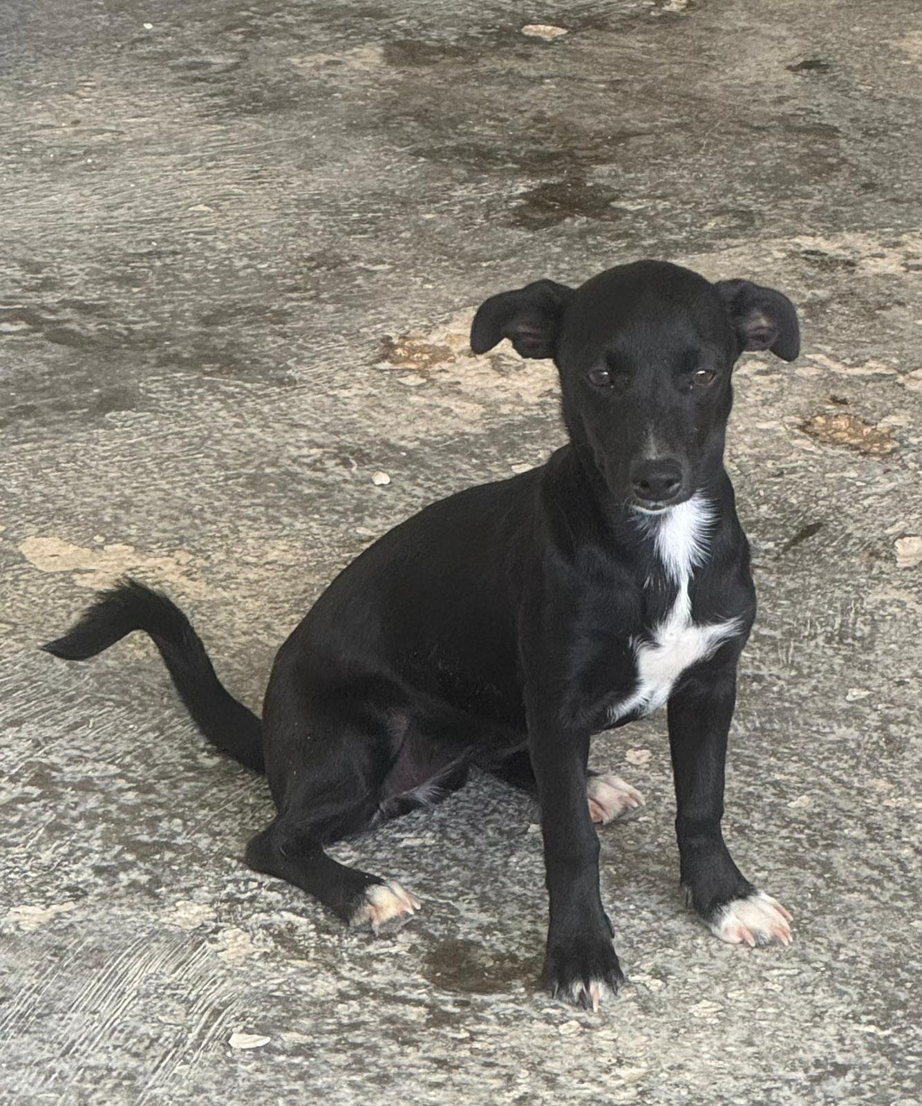 Jesso, Hund aus dem Tierschutz