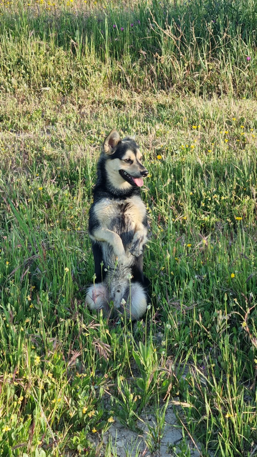 Joker, Hund aus dem Tierschutz