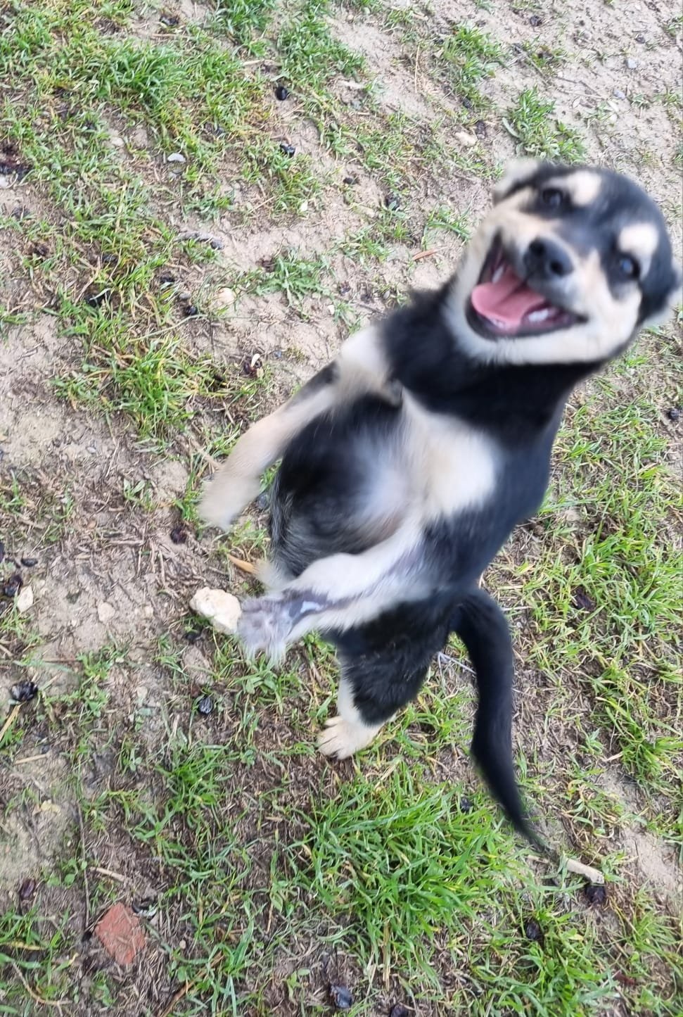 Joker, Hund aus dem Tierschutz