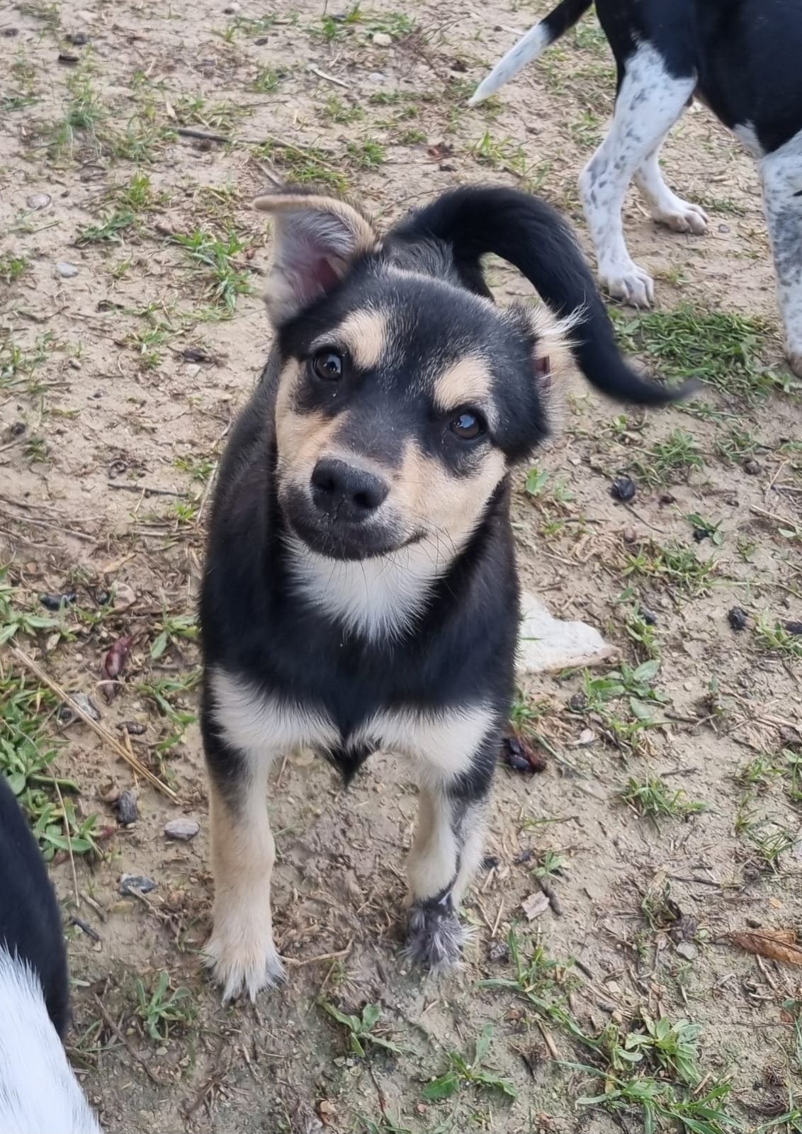 Joker, Hund aus dem Tierschutz