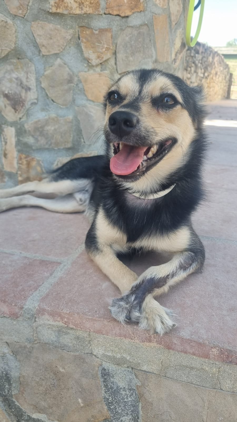 Joker, Hund aus dem Tierschutz