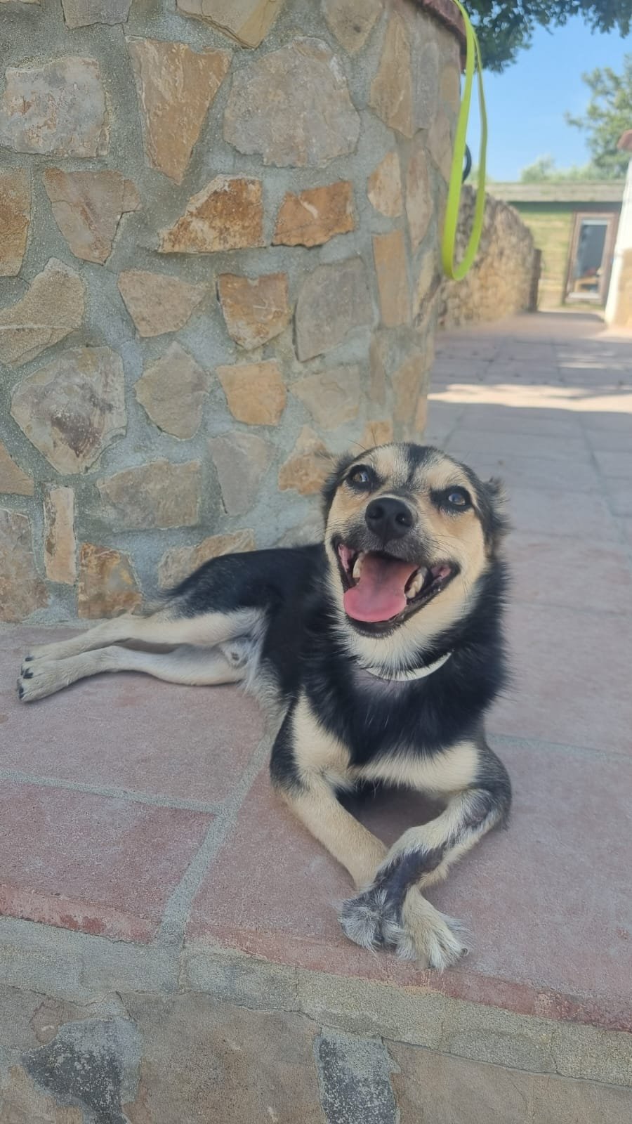 Joker, Hund aus dem Tierschutz