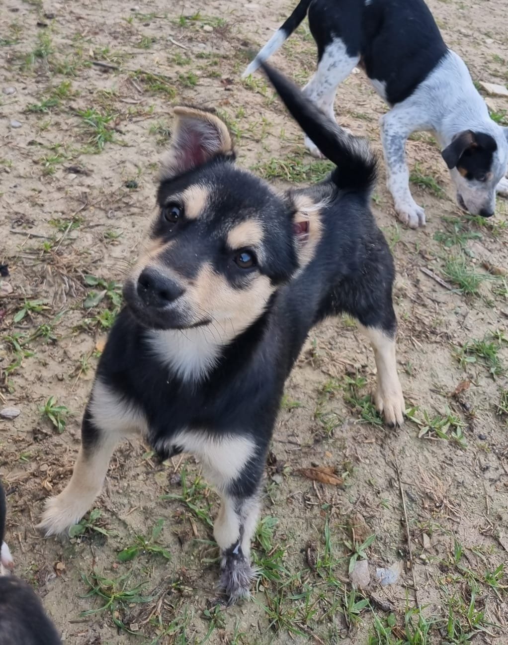Joker, Hund aus dem Tierschutz