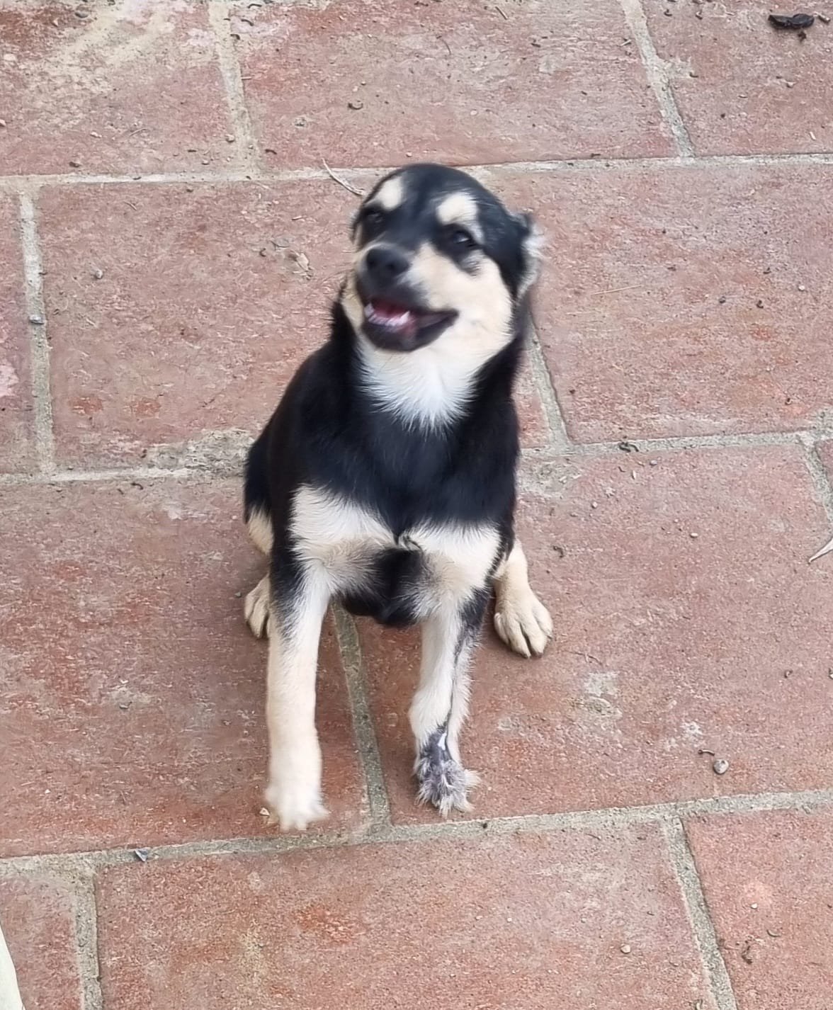 Joker, Hund aus dem Tierschutz