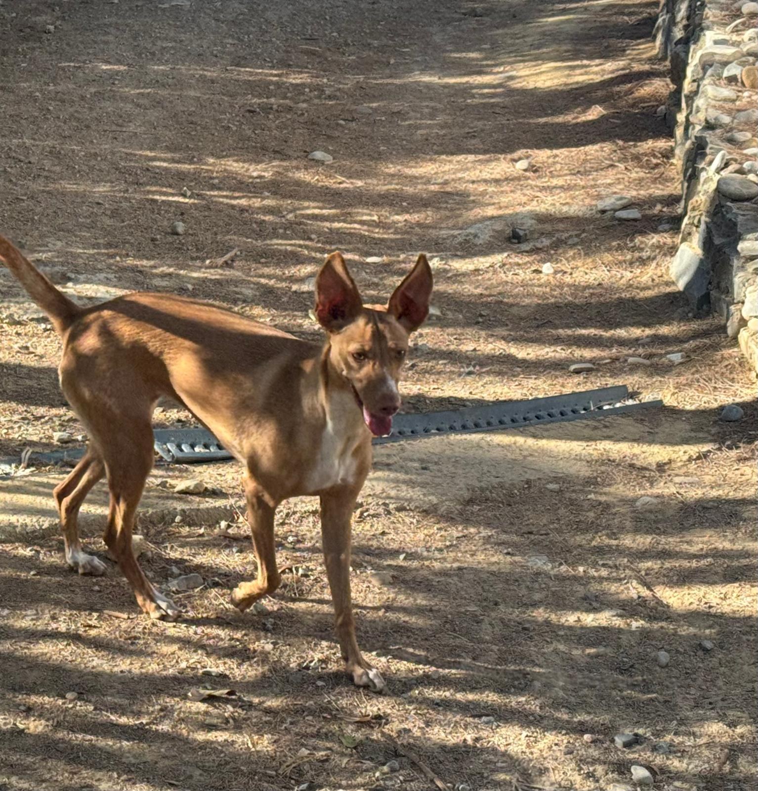 Kiara — Hund aus dem Tierschutz