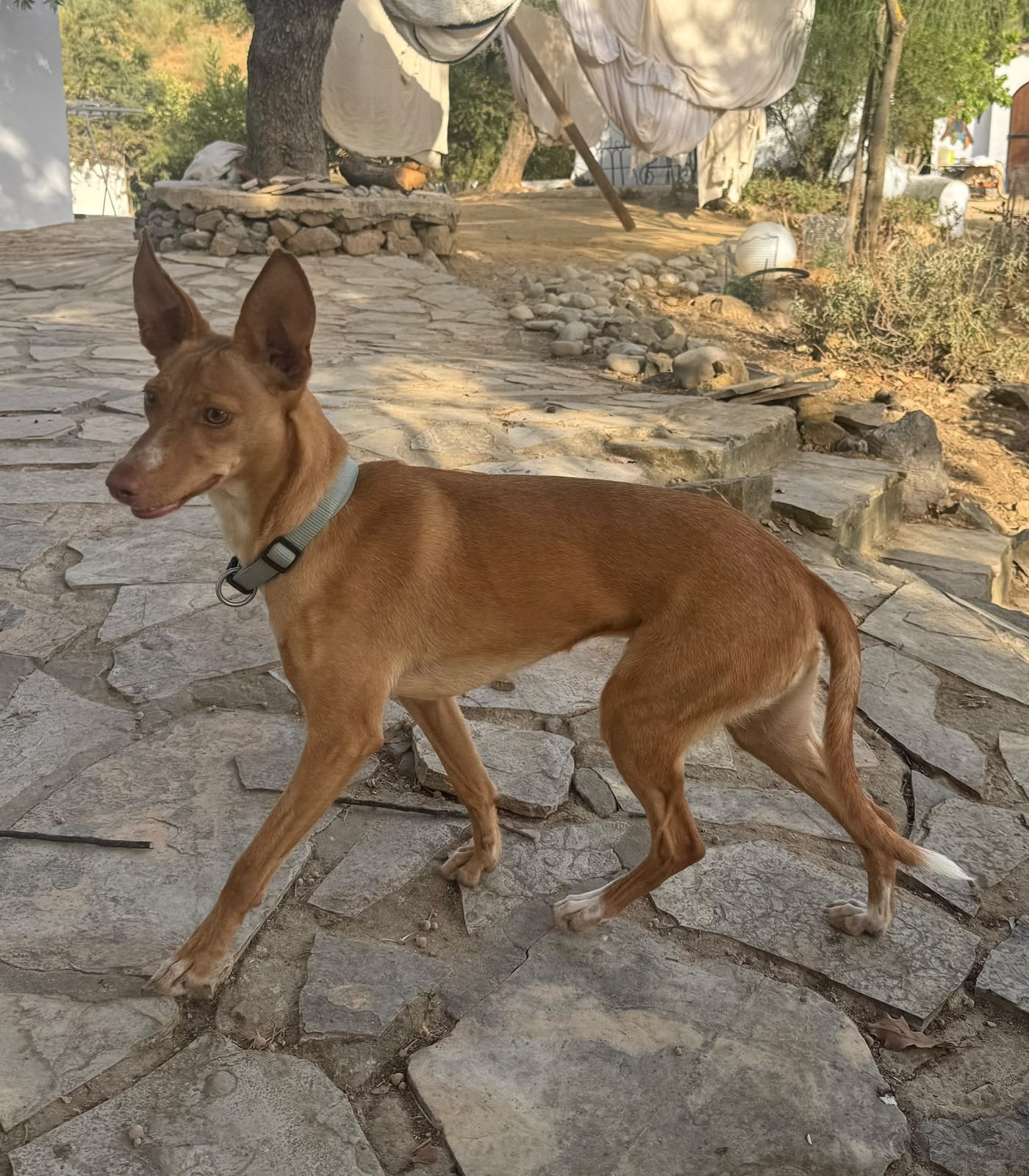 Kiara — Hund aus dem Tierschutz
