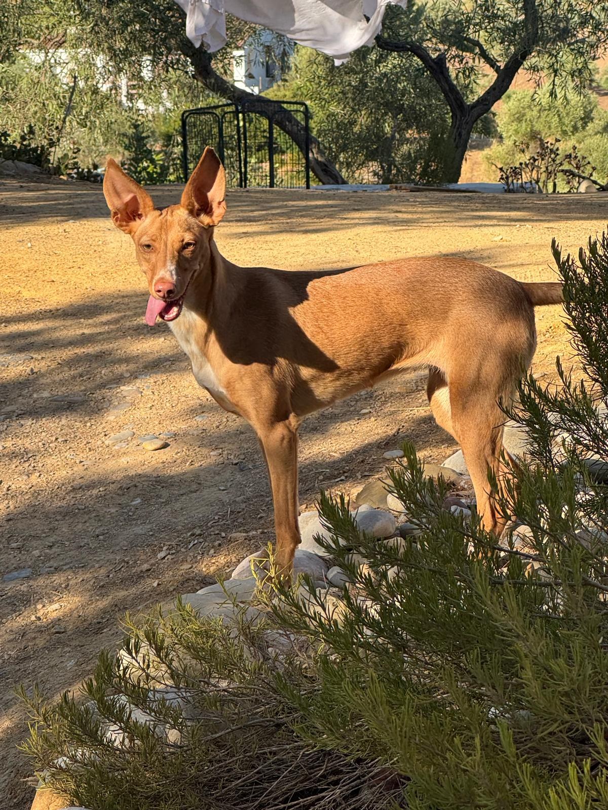 Kiara — Hund aus dem Tierschutz