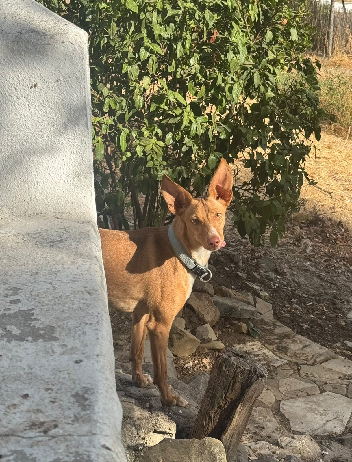 Kiara — Hund aus dem Tierschutz