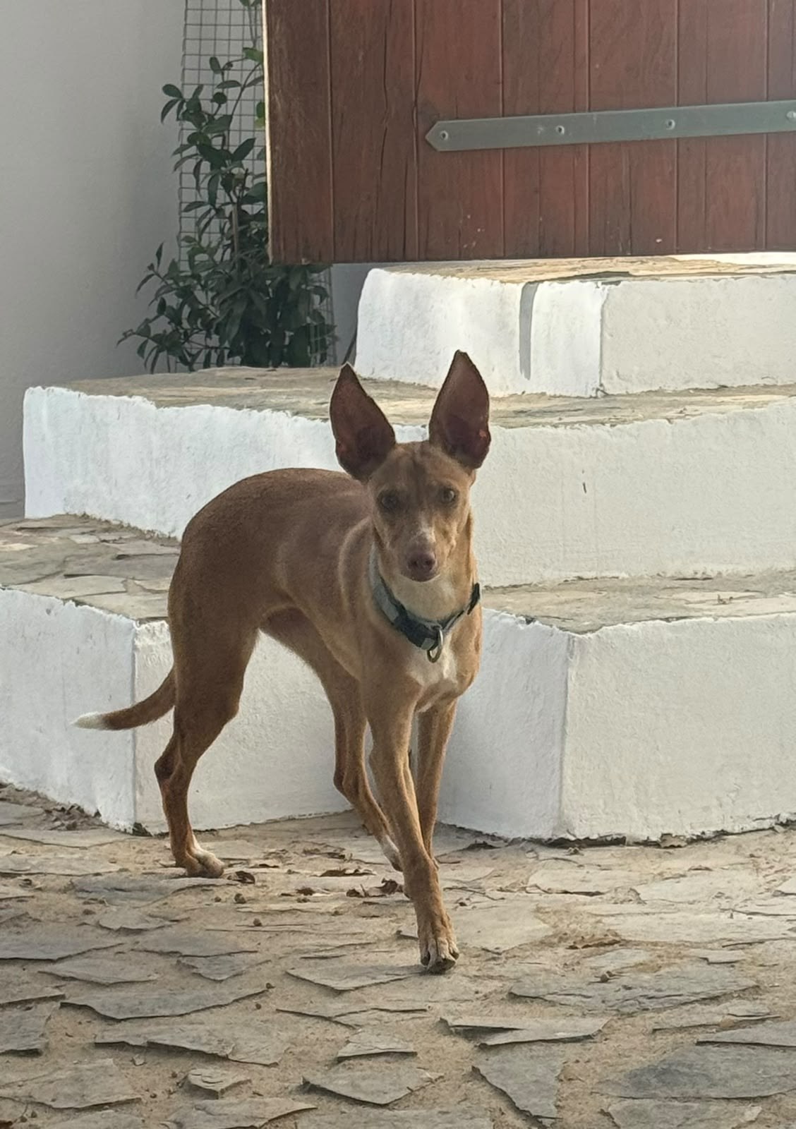 Kiara — Hund aus dem Tierschutz