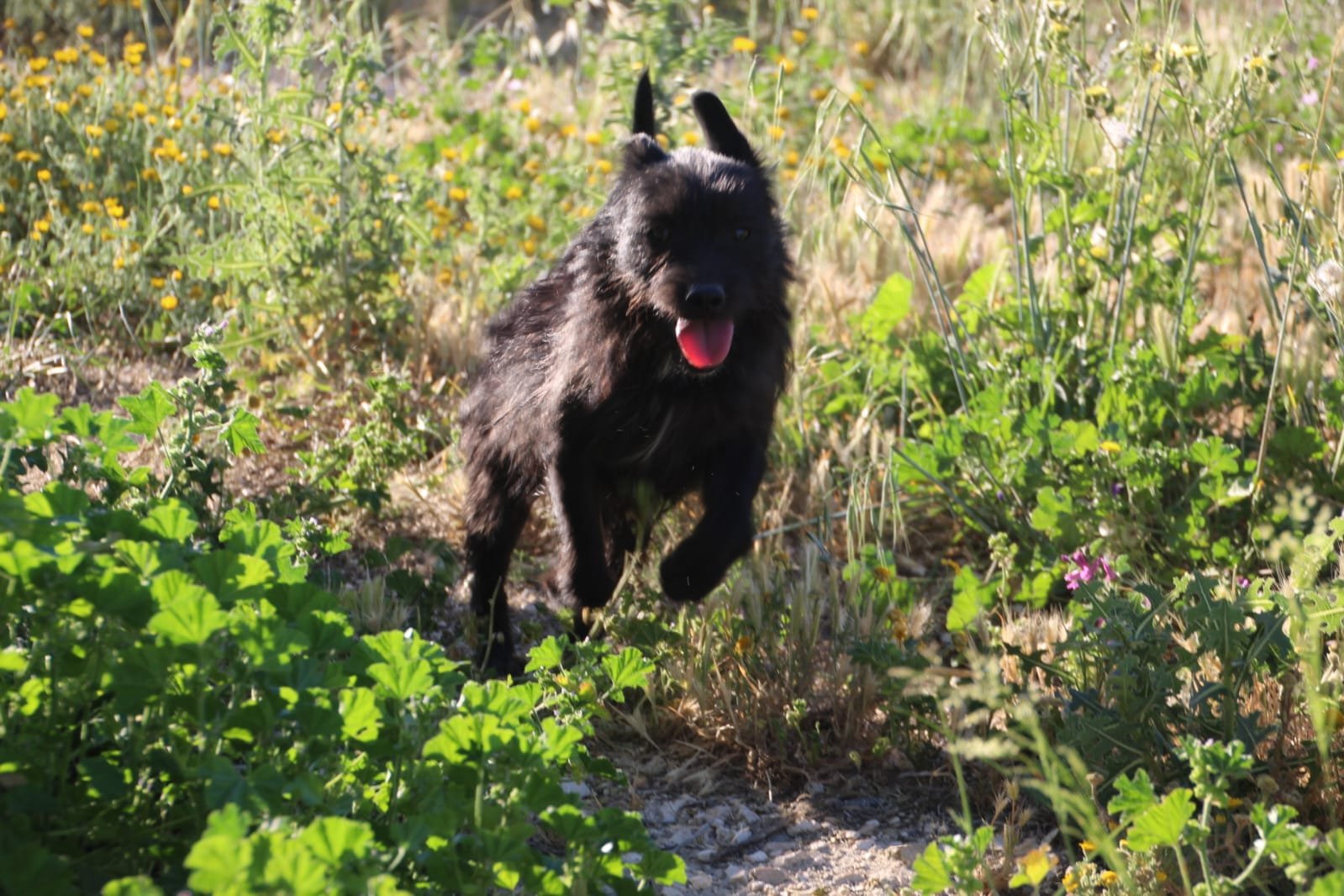 Layan, Hund aus dem Tierschutz