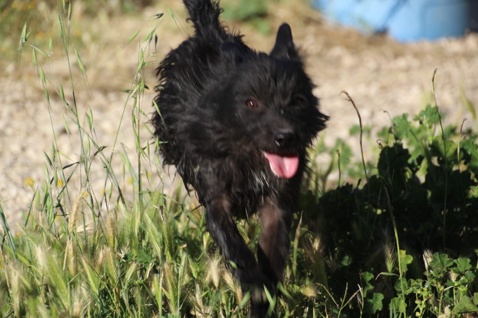 Layan, Hund aus dem Tierschutz