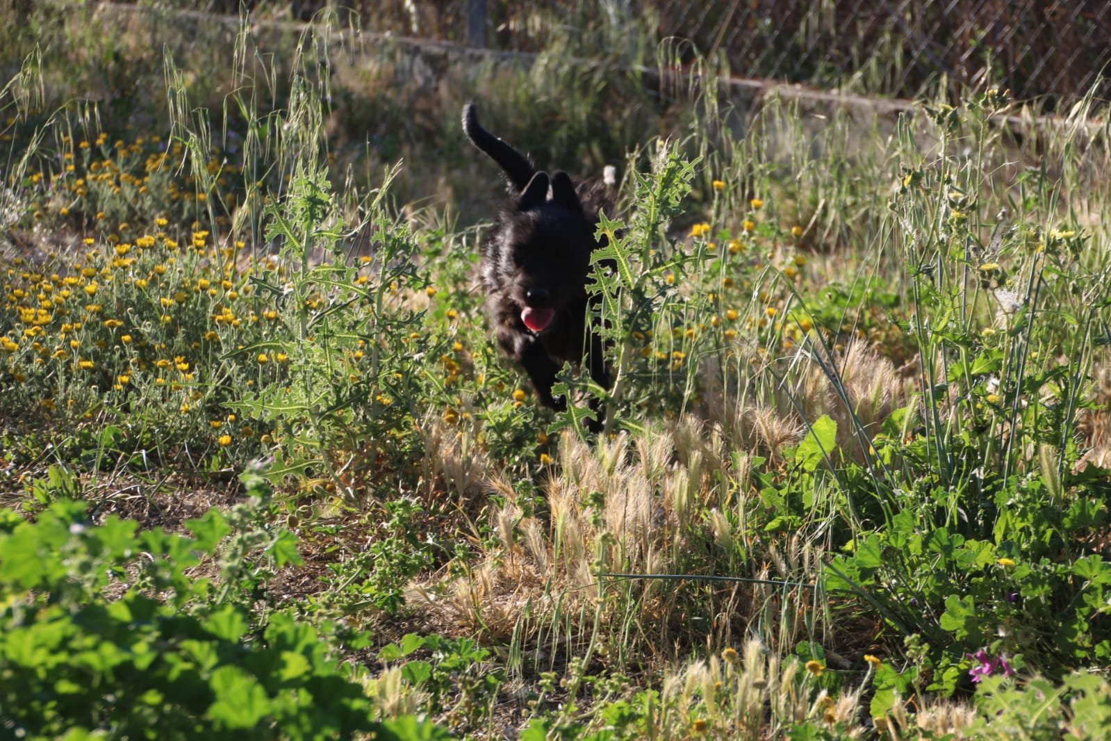 Layan, Hund aus dem Tierschutz