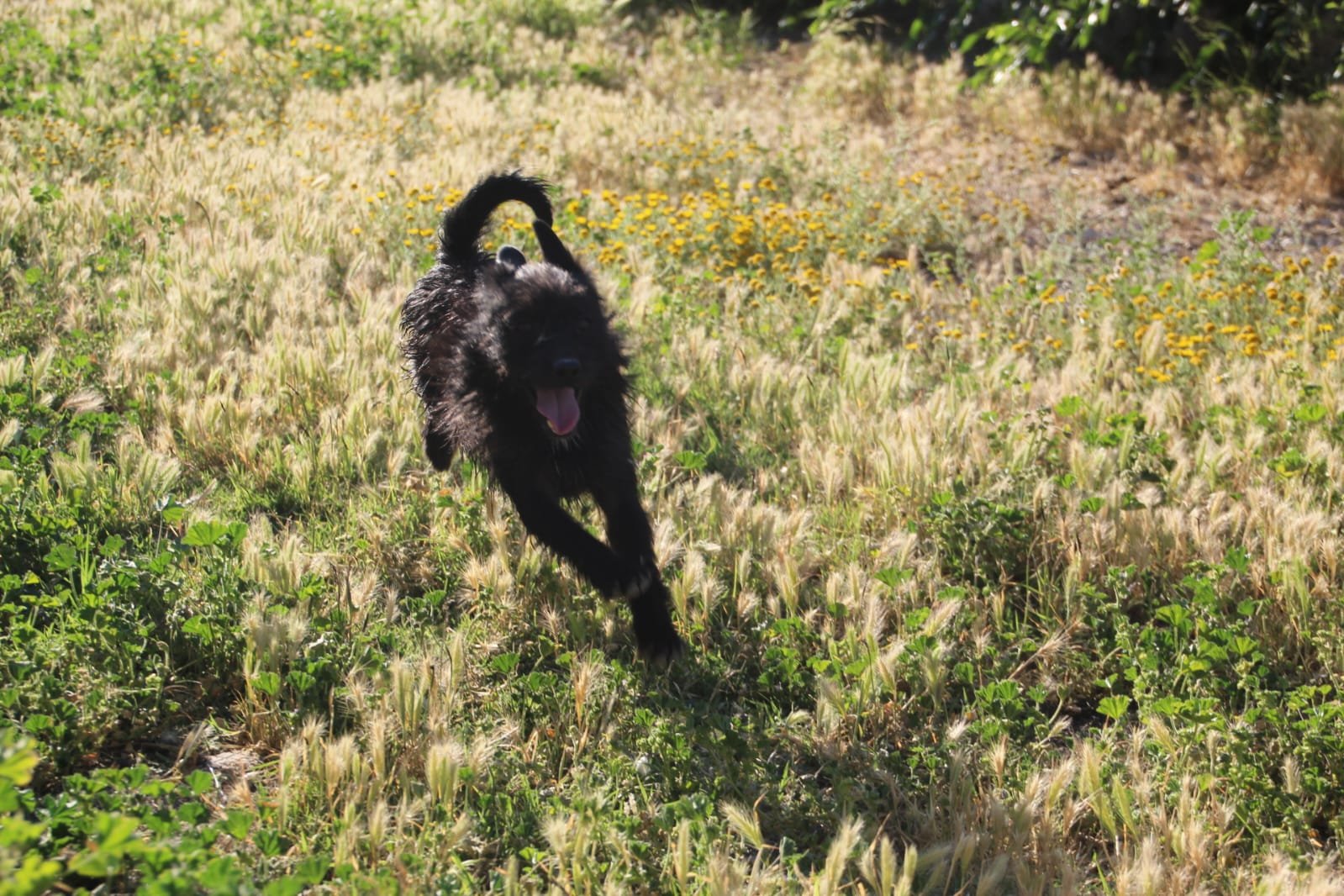 Layan, Hund aus dem Tierschutz