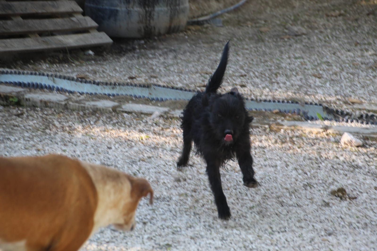 Layan, Hund aus dem Tierschutz
