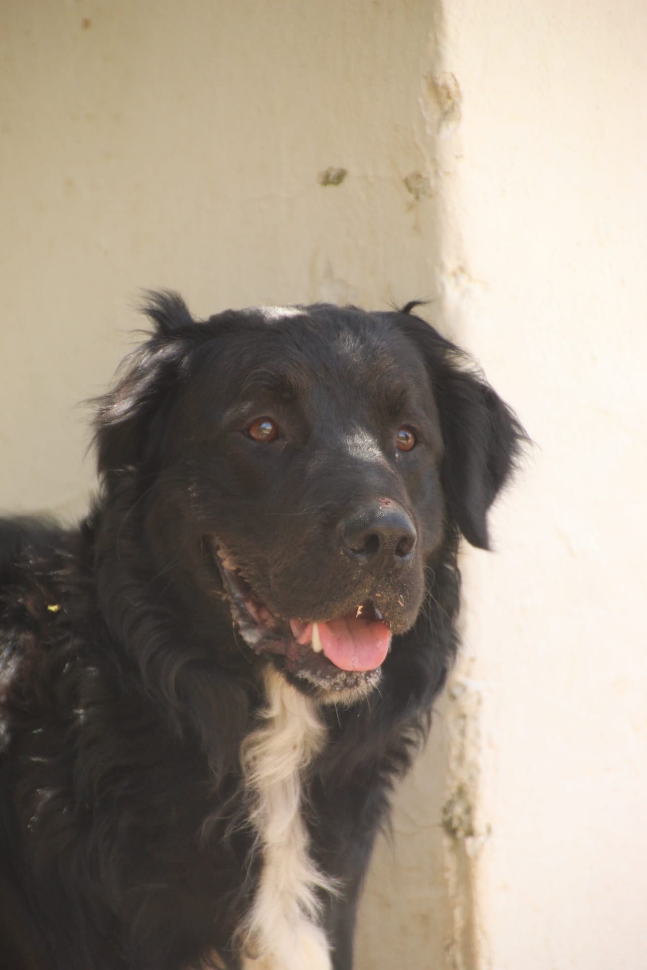 Leon — Hund aus dem Tierschutz
