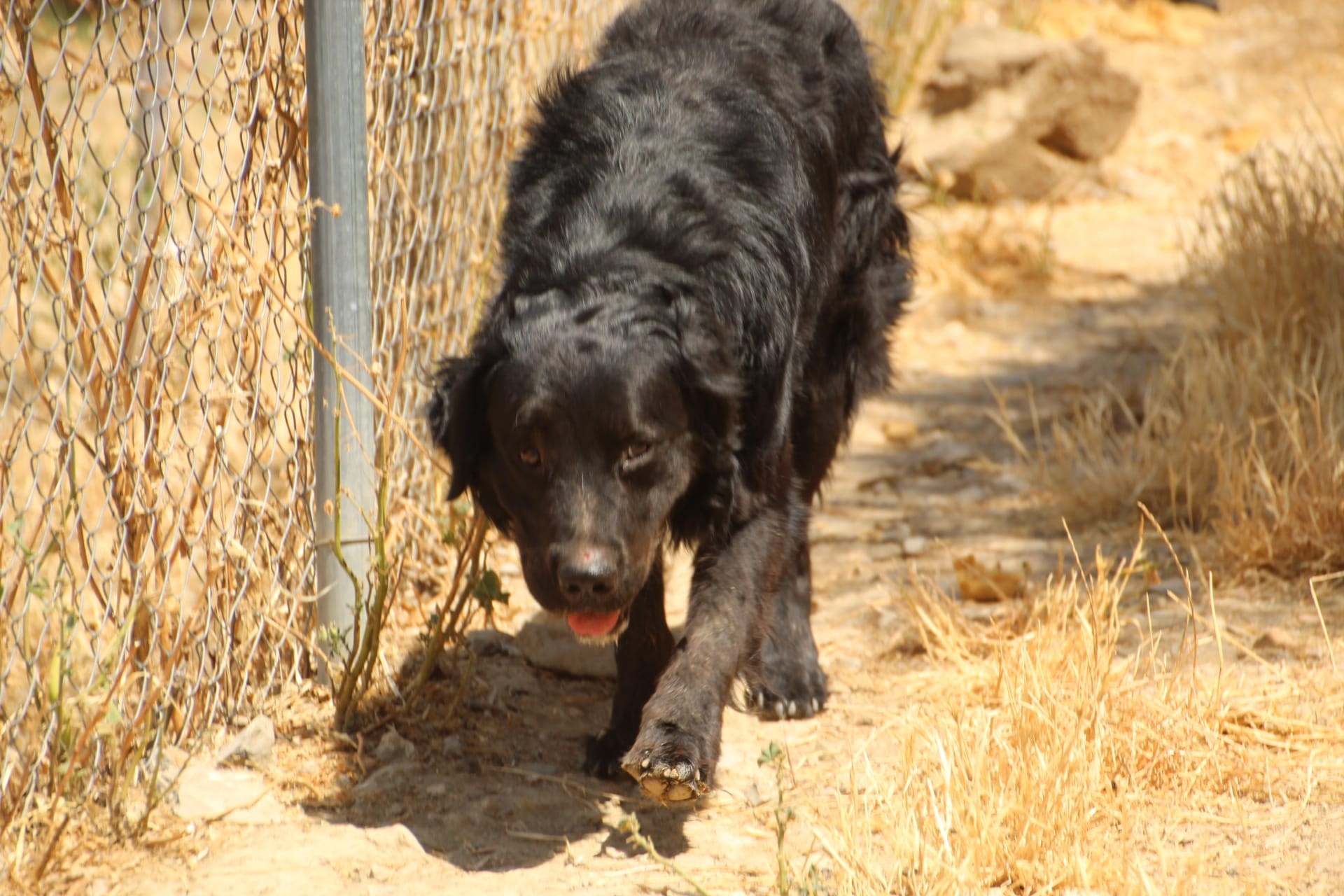 Leon — Hund aus dem Tierschutz