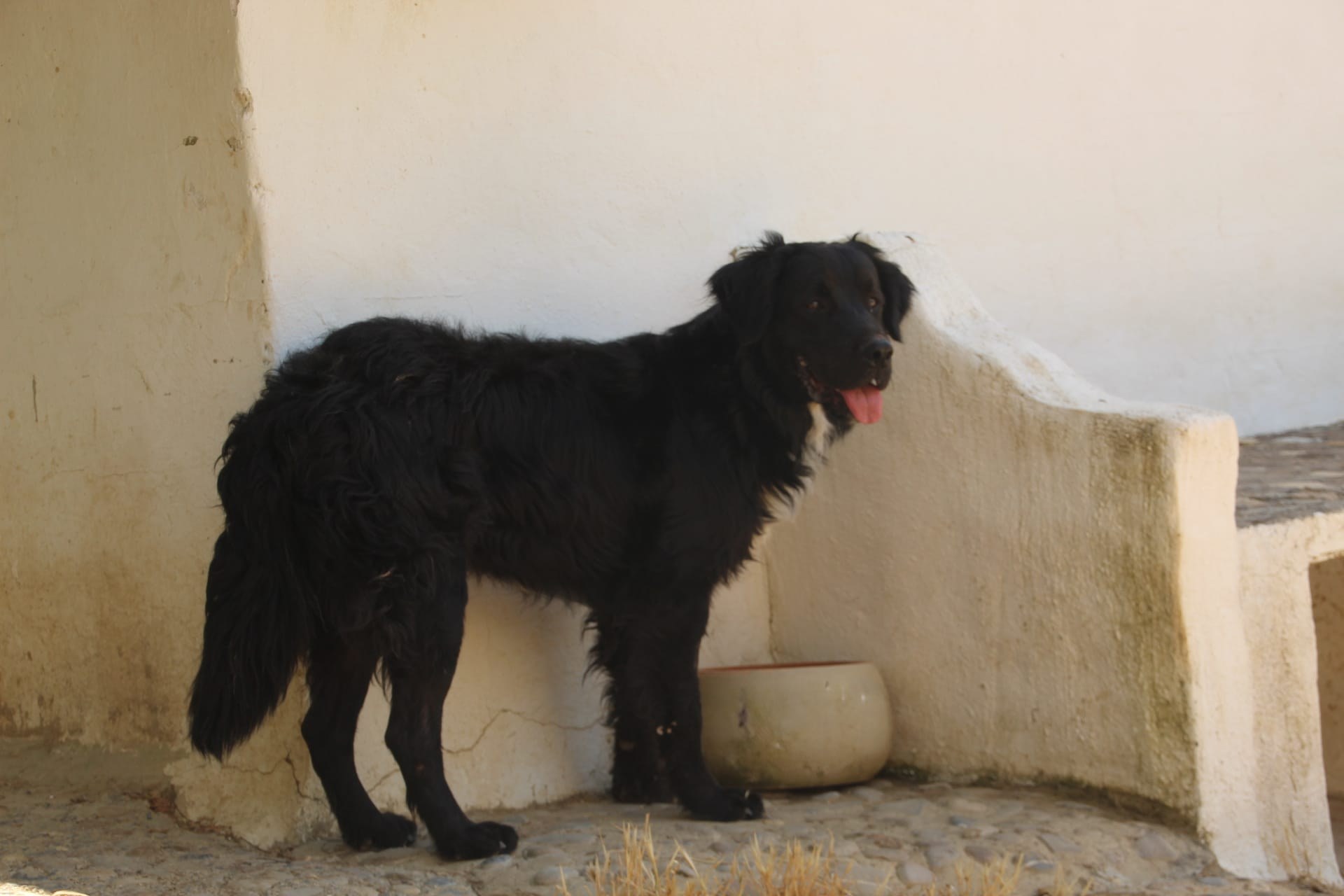 Leon — Hund aus dem Tierschutz