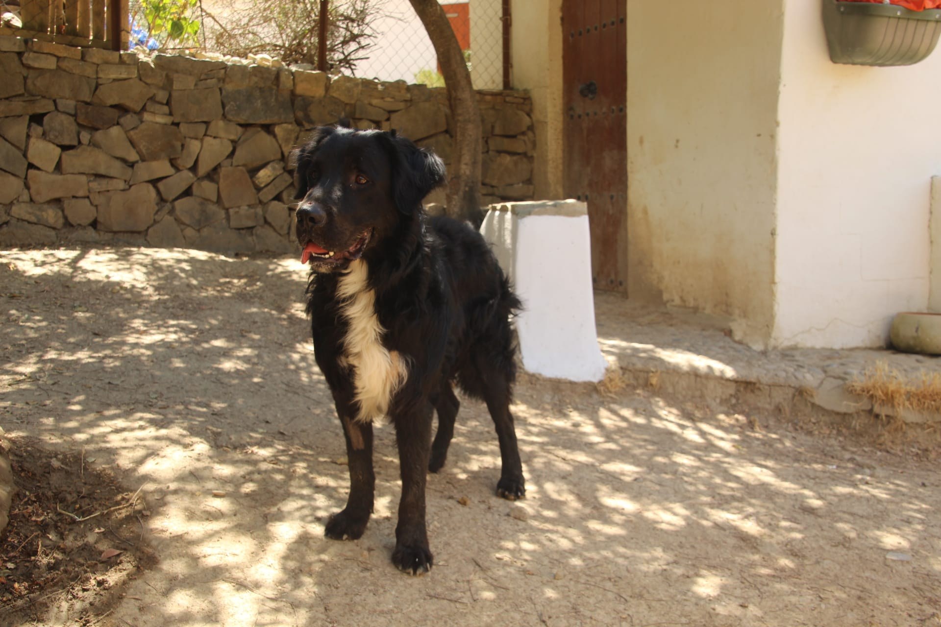 Leon — Hund aus dem Tierschutz
