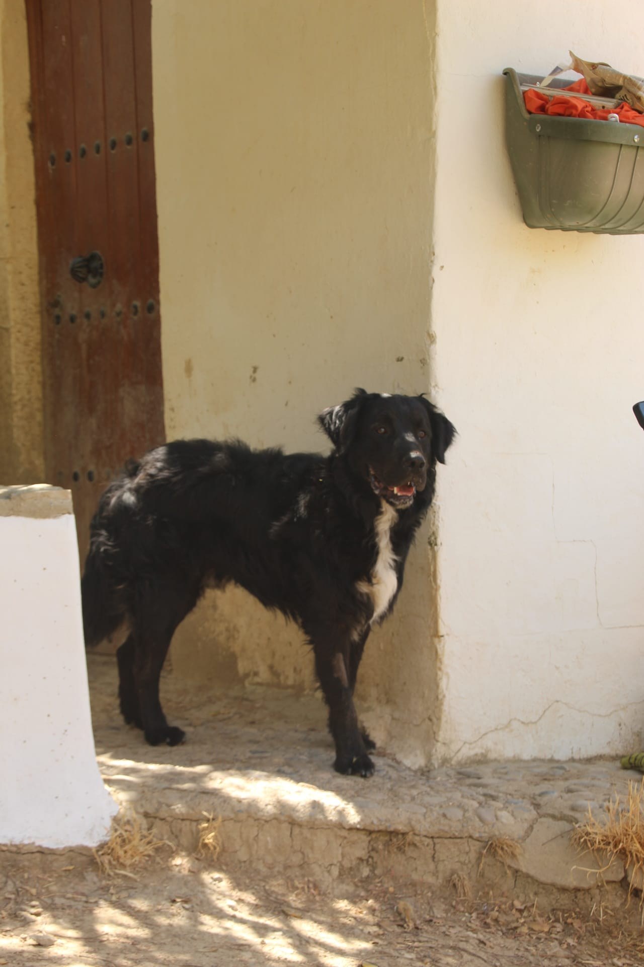 Leon — Hund aus dem Tierschutz