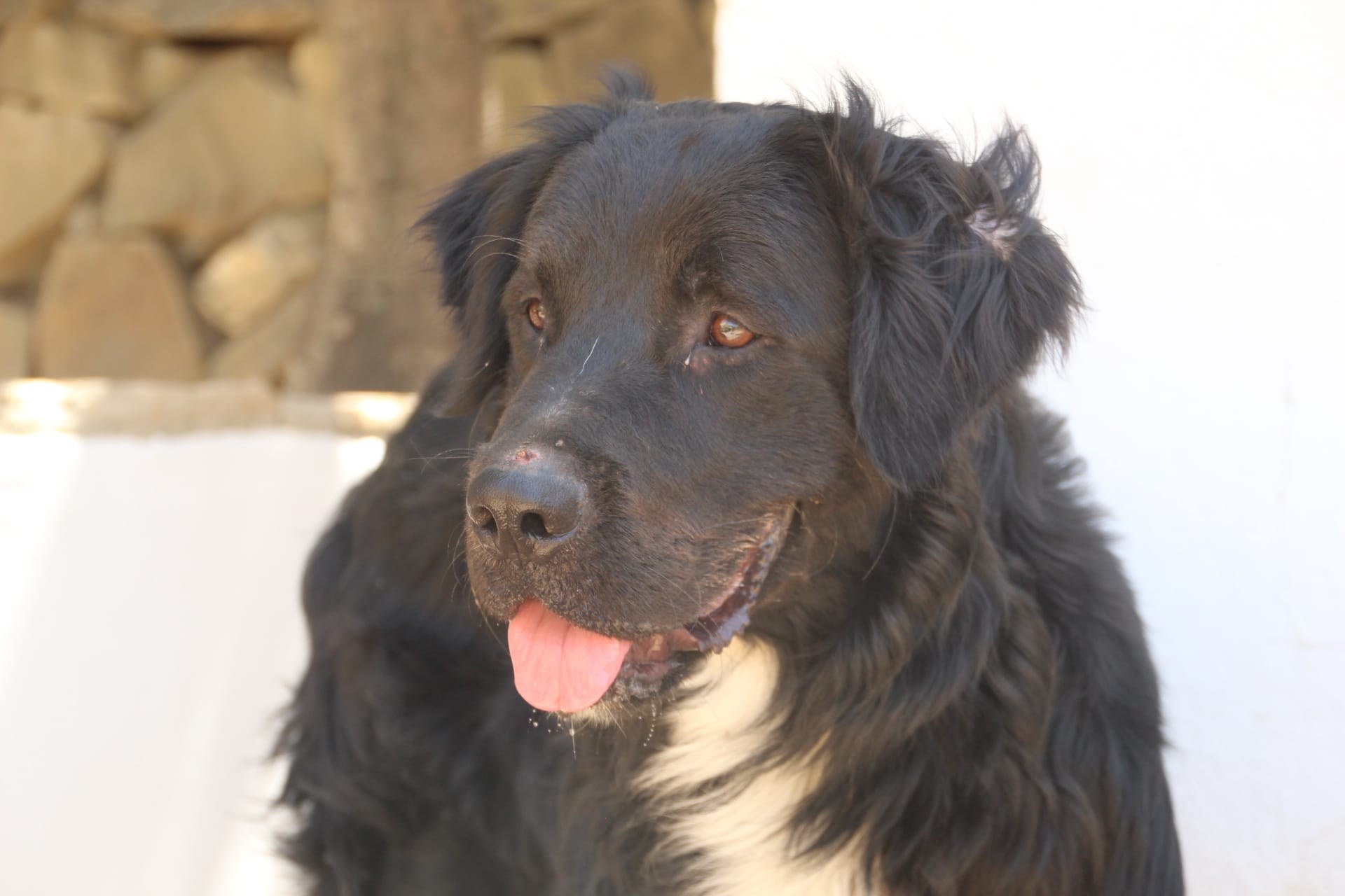 Leon — Hund aus dem Tierschutz