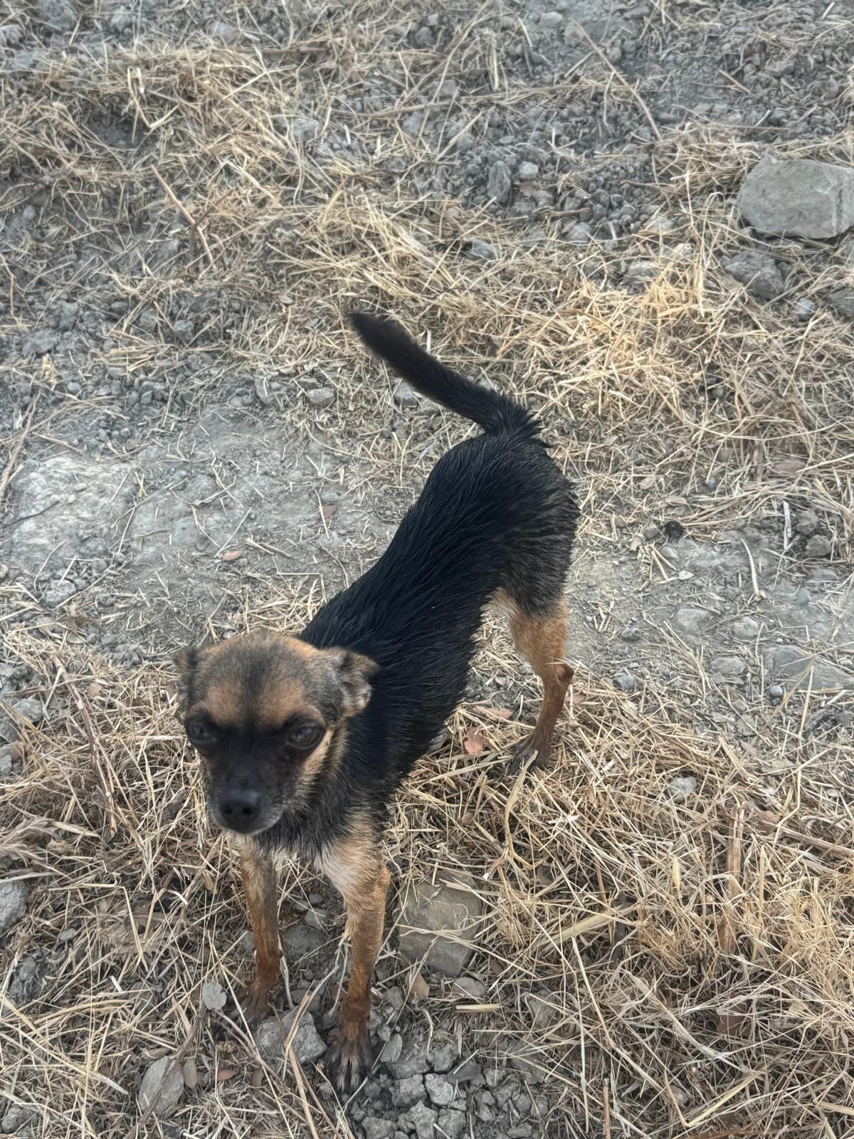 Mango — Hund aus dem Tierschutz
